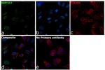 NUP107 Antibody in Immunocytochemistry (ICC/IF)