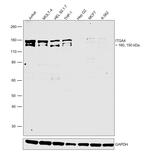 ITGA4 Antibody