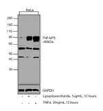 TNFAIP3 Antibody