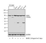 LDLR Antibody