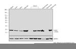 Claudin 1 Antibody