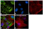 Cdc42 Antibody in Immunocytochemistry (ICC/IF)