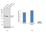 SQSTM1 Antibody in Western Blot (WB)