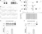 PLEKHM2 Antibody in Western Blot (WB)