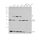 Nanog Antibody in Western Blot (WB)