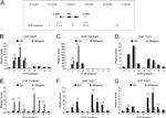 CDX2 Antibody in ChIP Assay (ChIP)