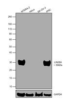 LIN28A Antibody in Western Blot (WB)