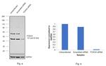 FOXO4 Antibody in Western Blot (WB)