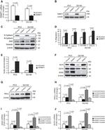 ZEB2 Antibody in Western Blot (WB)