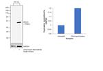 ATG13 Antibody in Western Blot (WB)