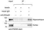 SHISA9 Antibody in Immunoprecipitation (IP)