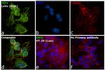 TFF3 Antibody