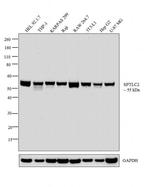 SPTLC2 Antibody in Western Blot (WB)