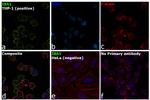 IBA1 Antibody