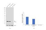 IBA1 Antibody in Western Blot (WB)