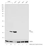 IBA1 Antibody in Western Blot (WB)