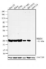 NQO1 Antibody