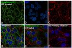 Complement C3 Antibody