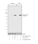 Complement C3 Antibody in Western Blot (WB)