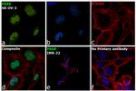 PAX8 Antibody