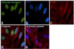 ADAR1 Antibody in Immunocytochemistry (ICC/IF)