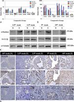 ENO1 Antibody in Western Blot, Immunohistochemistry (WB, IHC)