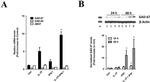 GAD67 Antibody in Western Blot (WB)