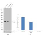 ARPC2 Antibody in Western Blot (WB)