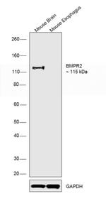 BMPR2 Antibody