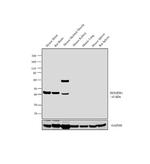 HOMER1 Antibody in Western Blot (WB)