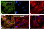 Angiotensinogen Antibody in Immunocytochemistry (ICC/IF)