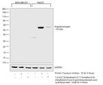 Angiotensinogen Antibody in Western Blot (WB)