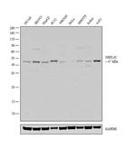 NSFL1C Antibody in Western Blot (WB)