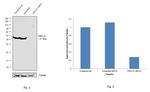 NSFL1C Antibody in Western Blot (WB)