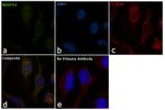 NDUFS4 Antibody in Immunocytochemistry (ICC/IF)