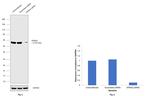 KPNA2 Antibody in Western Blot (WB)