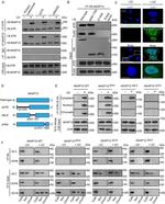 AKAP12 Antibody in Western Blot, Immunocytochemistry (WB, ICC/IF)