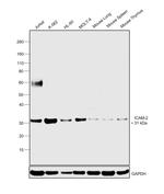 ICAM-2 Antibody in Western Blot (WB)