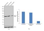 SUCLG2 Antibody in Western Blot (WB)