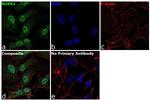 NUP62 Antibody in Immunocytochemistry (ICC/IF)