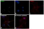 VPS35 Antibody in Immunocytochemistry (ICC/IF)