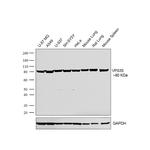 VPS35 Antibody in Western Blot (WB)