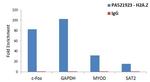 Histone H2A.Z Antibody in ChIP Assay (ChIP)