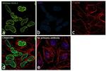 Histone H2A.Z Antibody in Immunocytochemistry (ICC/IF)