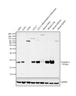 Caveolin 2 Antibody