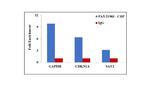 CtIP Antibody in ChIP Assay (ChIP)