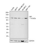 CtIP Antibody in Western Blot (WB)