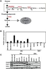 PSAT1 Antibody in Western Blot (WB)