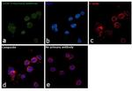 LITAF Antibody in Immunocytochemistry (ICC/IF)