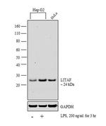 LITAF Antibody